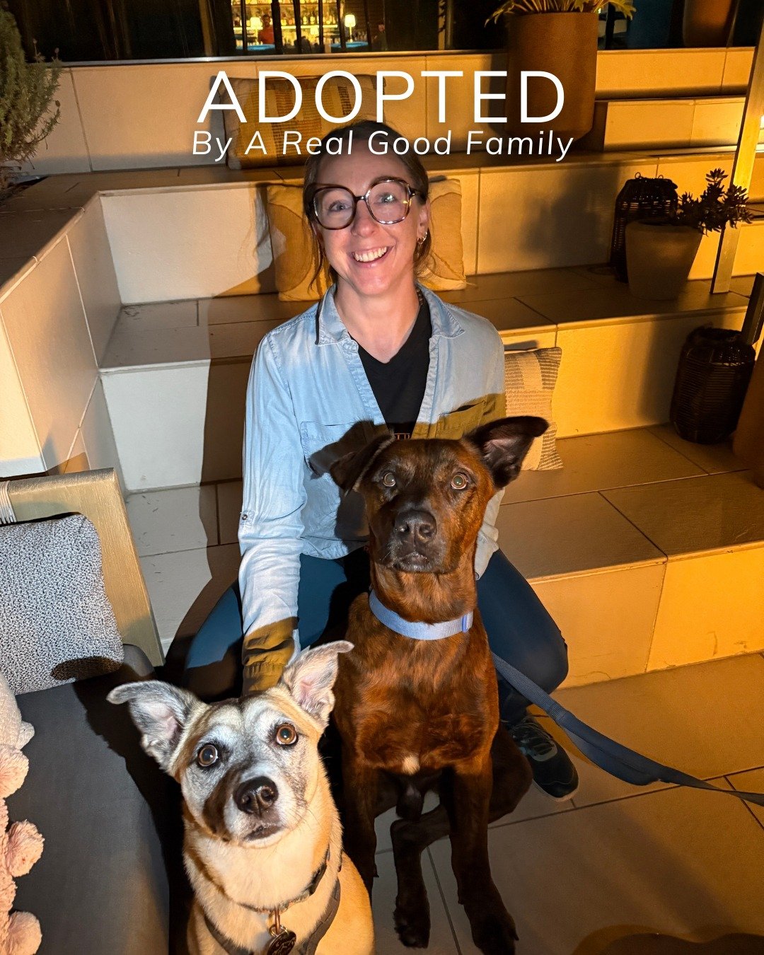 Cowboy&rsquo;s Next Chapter Starts in Colorado 🏔️🤎

After a long journey that began in an apple orchard and included time waiting in a crowded shelter, Cowboy has officially been adopted and is heading to Colorado. This sweet, loyal, adventure-read