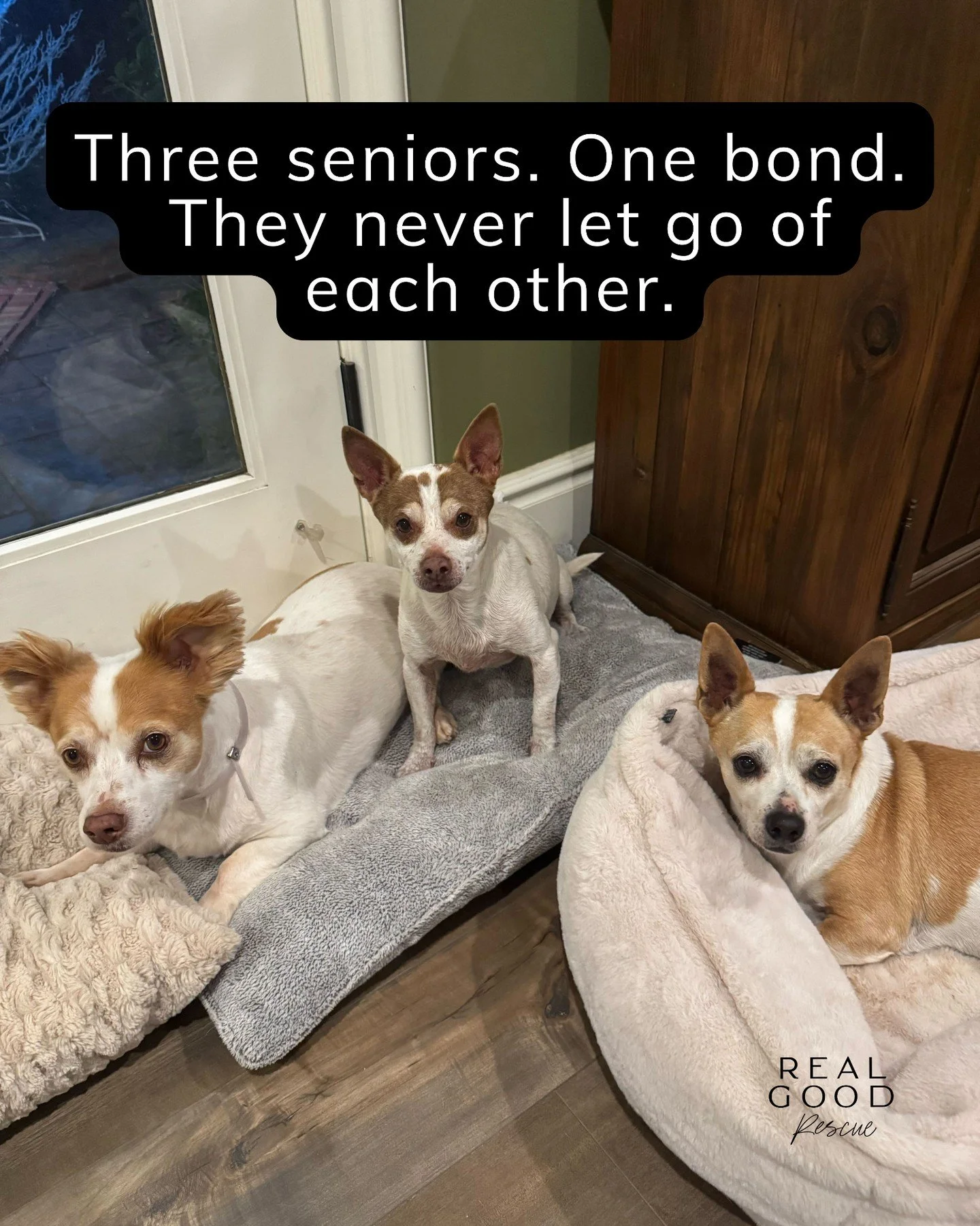 Three Seniors. One Bond. Finally Safe. 🤍

Gordo, Chicken, and Lucky were surrendered to the Lancaster Shelter when their human could no longer afford their care. They arrived overweight, neglected, and with serious medical needs &mdash; but what sto