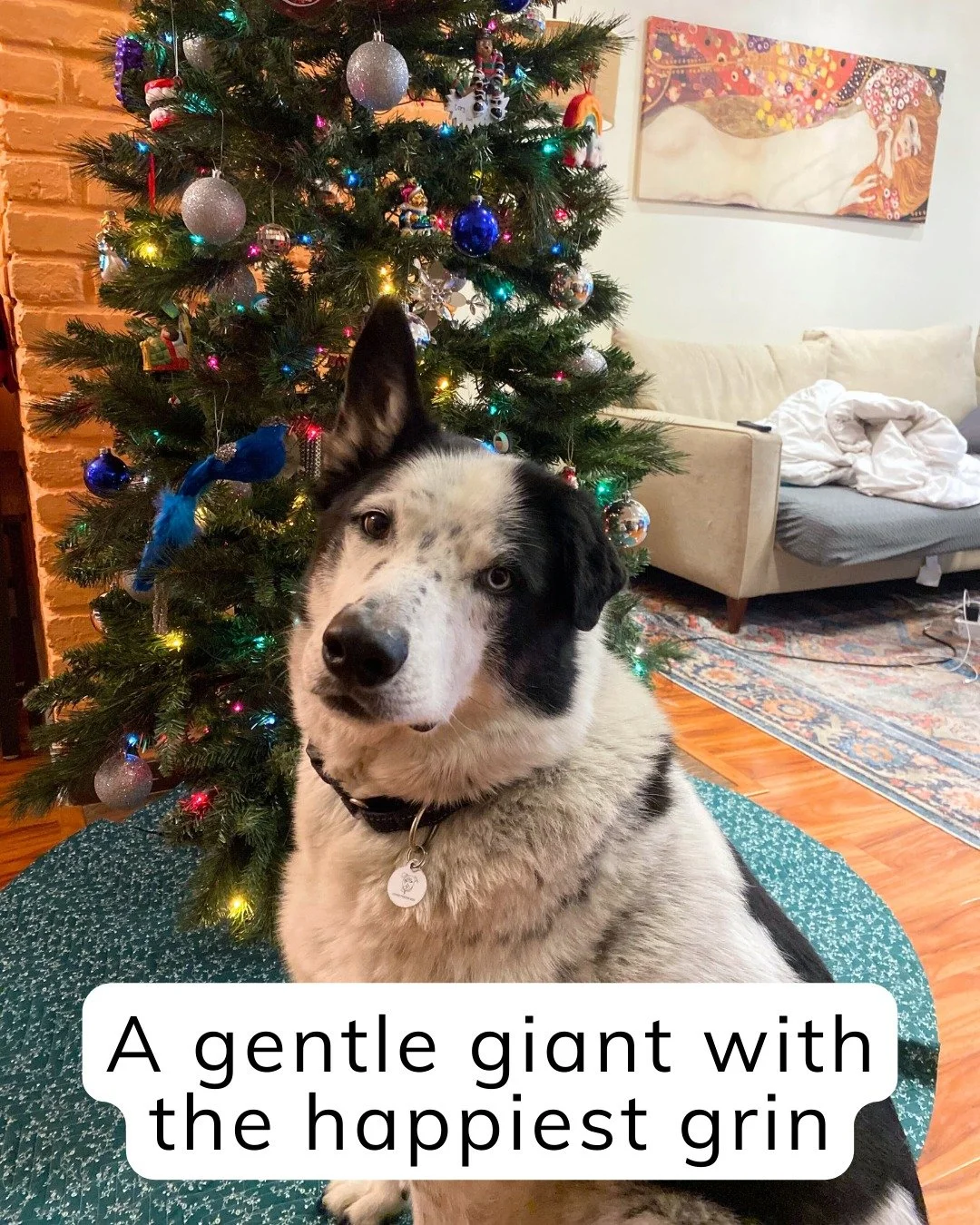 Some dogs crash into your life.

Others quietly settle into it &mdash; like they&rsquo;ve always belonged there.

Mylo is the second kind.

Steady, affectionate, goofy in a way that sneaks up on you, and deeply content just being near his people. He&