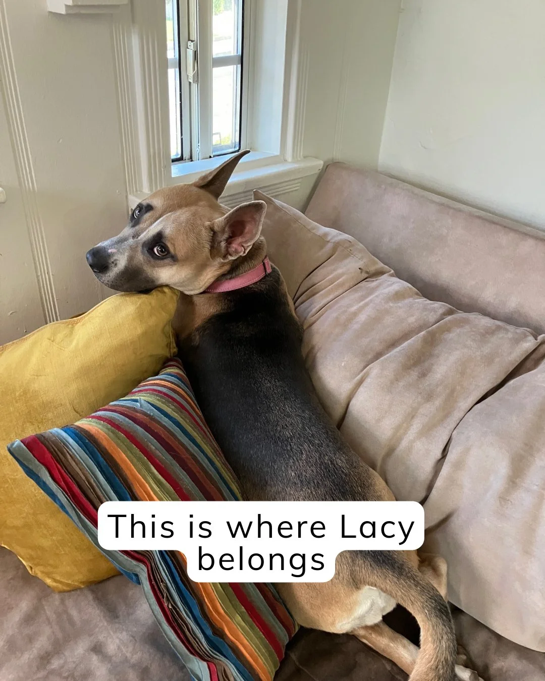 Lacy is back in boarding.

And frankly, enough is enough.

This is what happens when dogs who need structure &mdash; not perfection &mdash; get passed over again and again. The first time Lacy was given up on, she ended up in the shelter &mdash; and 
