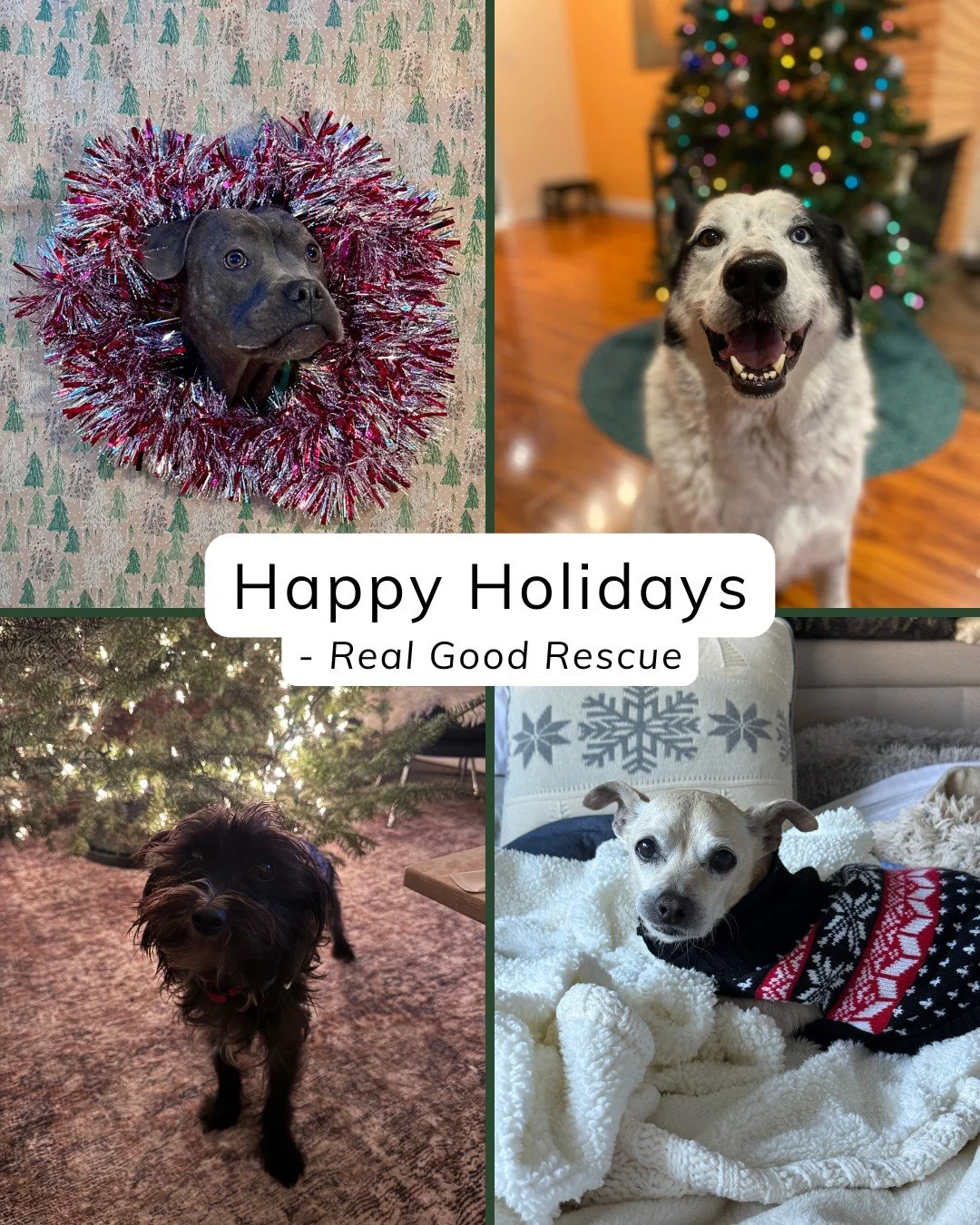 Happy Holidays from all of us at Real Good Rescue 🤍🐾

Thank you for supporting, sharing, fostering, donating, and believing in second chances. Because of you, more dogs are warm, safe, and loved this season. Wishing you a holiday filled with kindne
