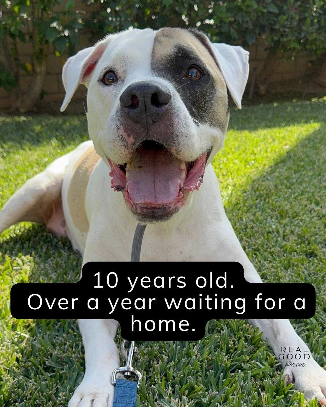 Jamie is 10 years old. She spent over 100 days in a shelter.

She arrived as a stray and waited. Day after day, she watched people pass her kennel. Volunteers loved her. Staff rooted for her. But the shelter was hard on her. The stress caused her to 