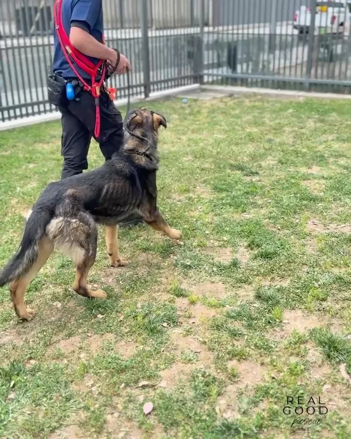 Edward was deteriorating in the shelter.

Because overcrowded shelters destroy dogs like him.

By the time we stepped in, he was another statistic &mdash; declining, overlooked, and running out of time.

Foster care changed that.

Not only did a fost