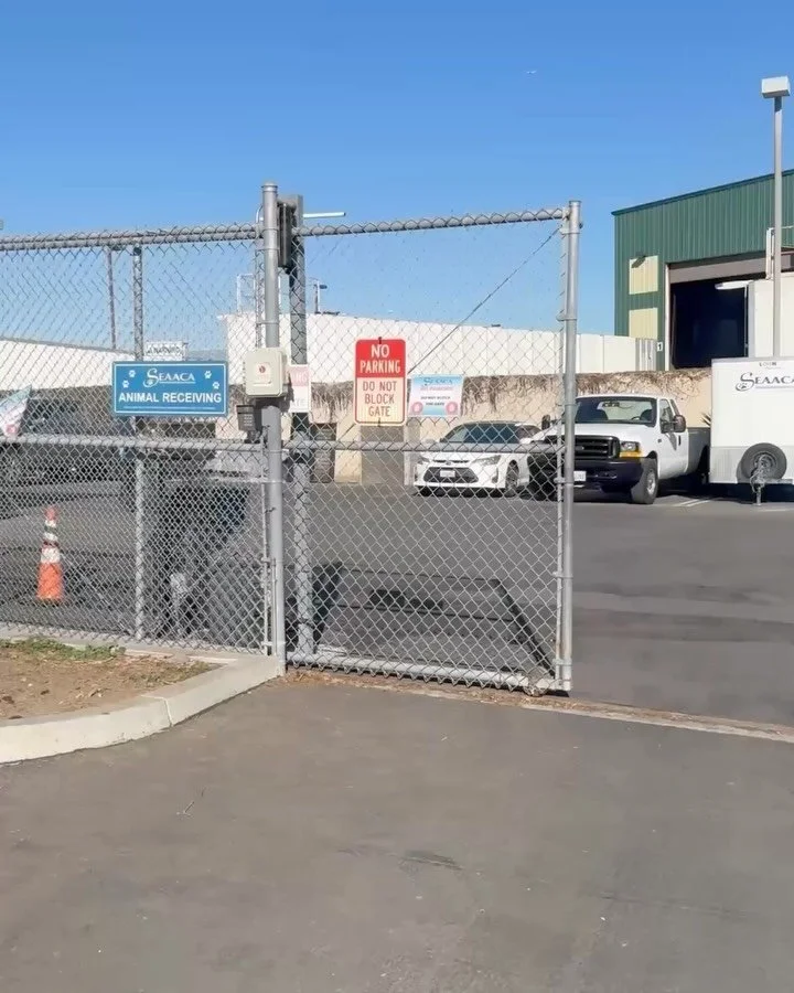 Mr. Pickles is a 5-year-old man posing as a pug.

A man with opinions. Strong ones.

He almost didn&rsquo;t make it out of the shelter &mdash; placed on the euthanasia list after Parvo exposure, despite testing negative. That&rsquo;s what overcrowded