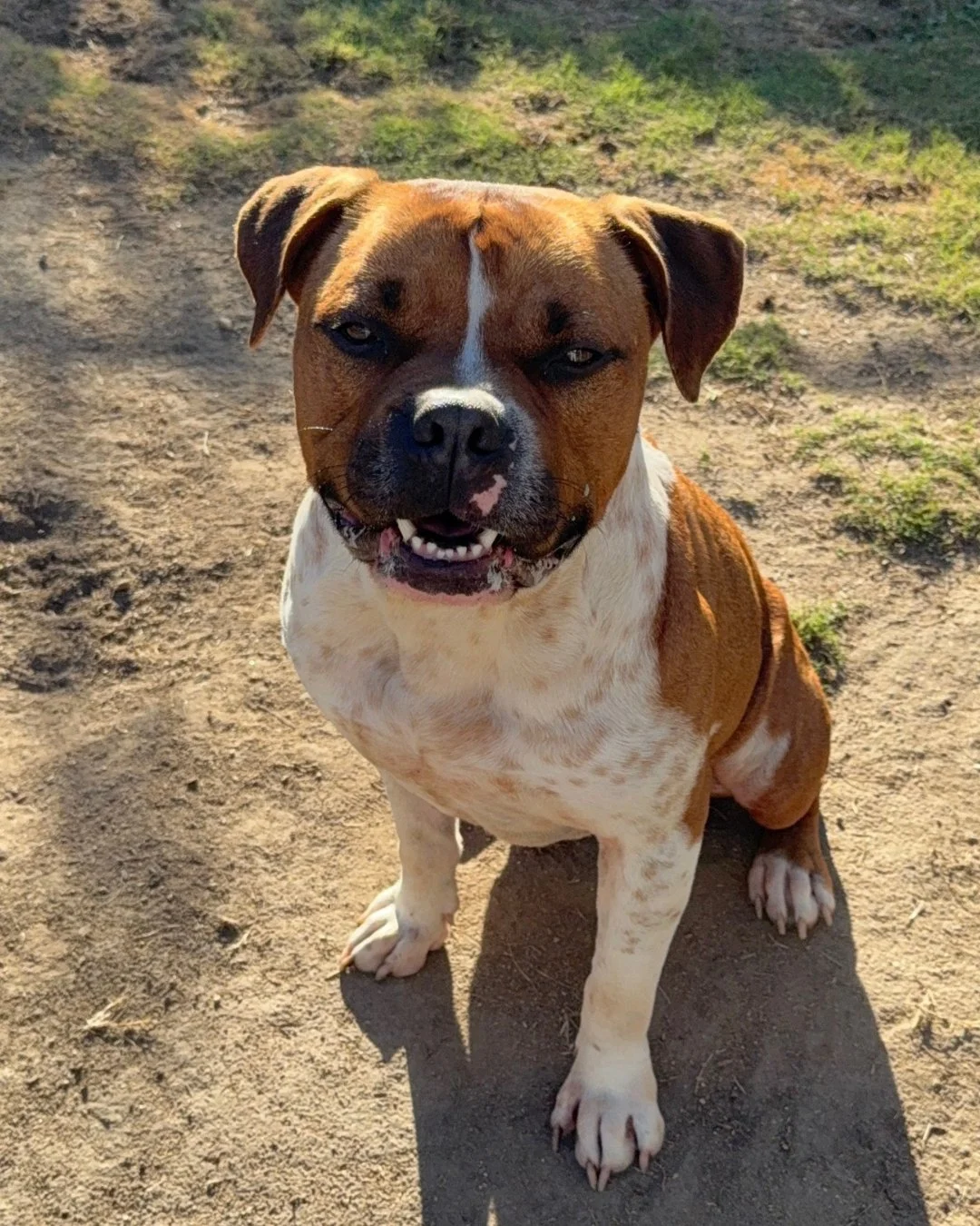 Two years.

Zero applications.

One very good dog.

Bobbie is still here and we are officially confused.

📍 Apply to adopt a dog at realgood.dog/adopt (link in bio)
📩 Questions? Hit us up: adopt@realgood.dog
🐶 Saving dogs is a year-round job, and 