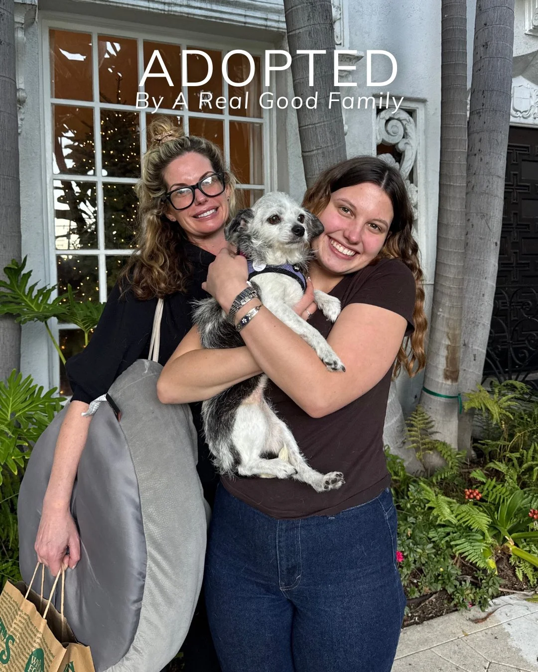 Plot twist: Birdie got adopted.

Eleven years old and officially off the market. Senior dogs continue to prove everyone wrong.

So happy for this girl and the people who saw her and said yes.

📍 Adopt at realgood.dog/adopt (link in bio)
💌 Questions