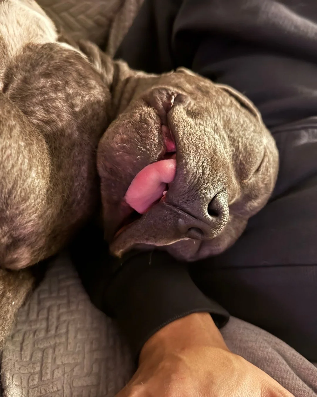 Big nap guy.

Gentle, curious, very chill.

Puppy stuff in progress.

Available for adoption.

📍 Adopt at realgood.dog/adopt (link in bio)
📩 Questions? Reach out anytime at adopt@realgood.dog
📣 Join our Broadcast Group for early access to adoptabl