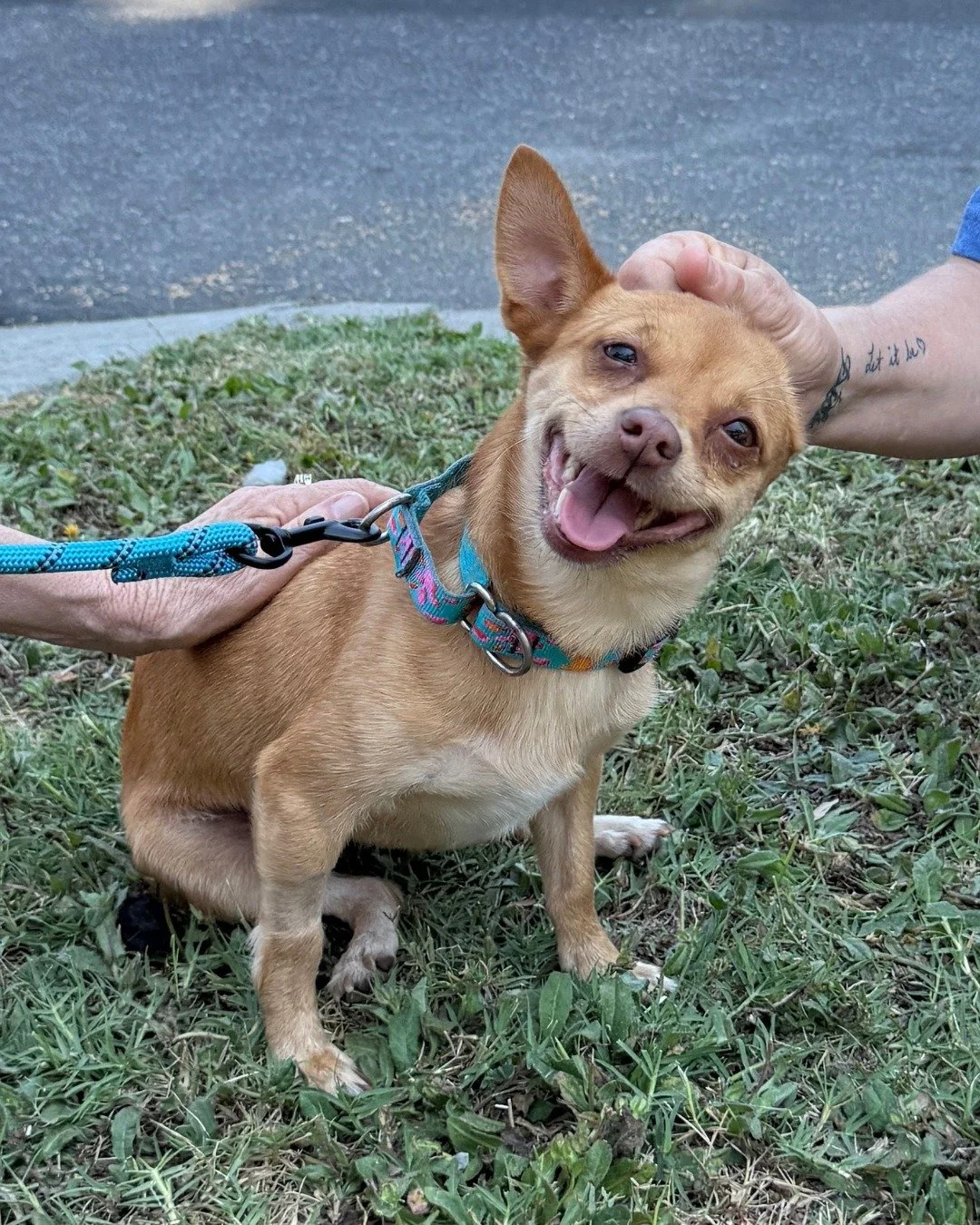 Pinky.

Sturdy little nugget.

How the hell has she not been adopted yet?

📍 Apply to adopt a dog at realgood.dog/adopt (link in bio)
📩 Questions? Hit us up: adopt@realgood.dog
🐶 Saving dogs is a year-round job, and monthly giving helps us show up