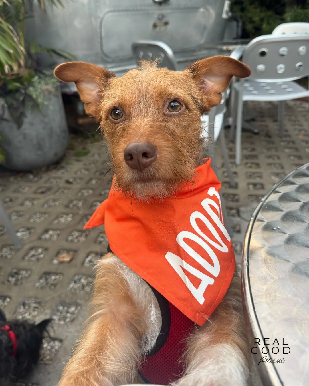 Teddy looks like he just ordered for the table.

Available for adoption.

📍 Apply to adopt a dog at realgood.dog/adopt (link in bio)
📩 Questions? Hit us up: adopt@realgood.dog
🐶 Saving dogs is a year-round job, and monthly giving helps us show up 
