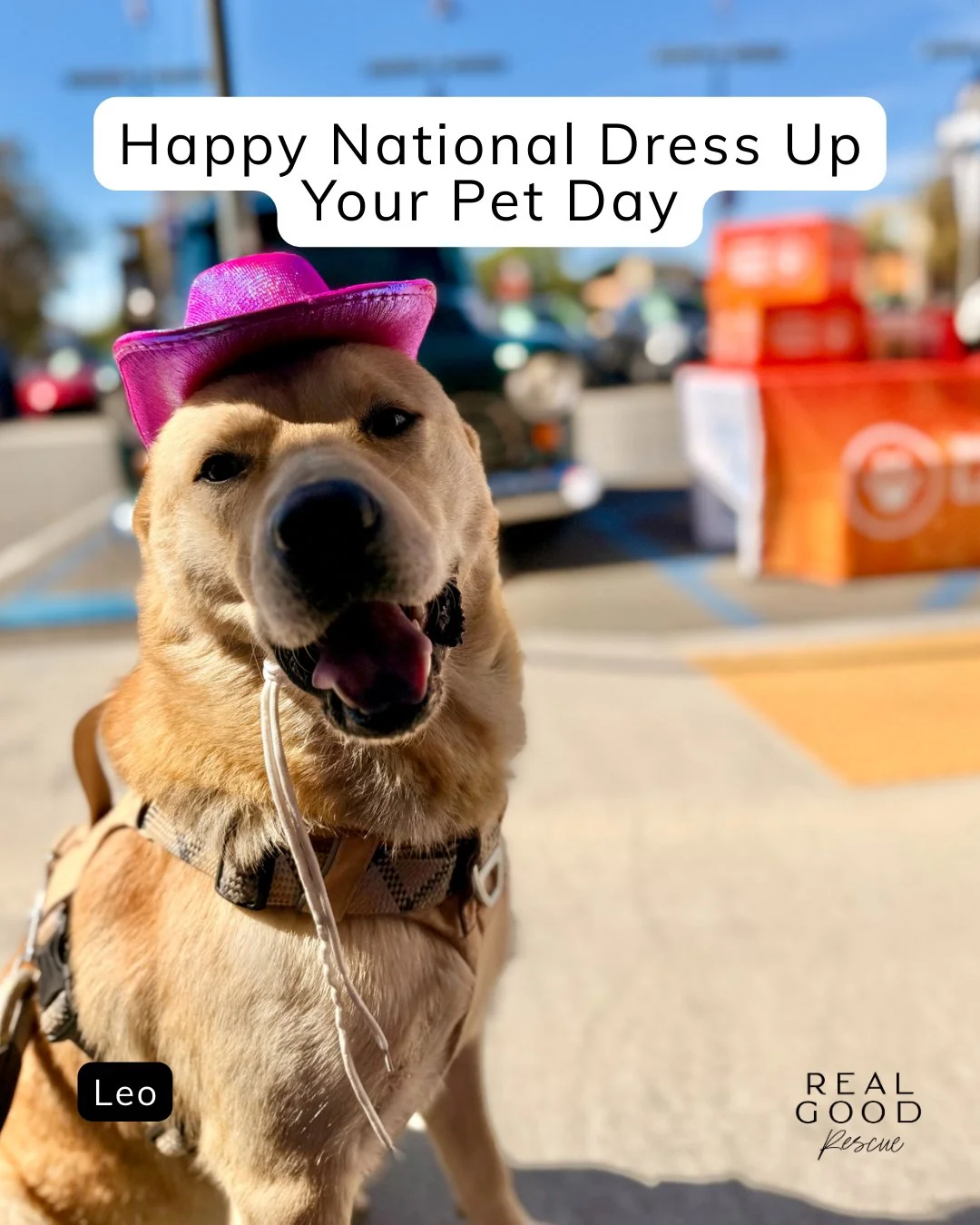 National Dress Up Your Pet Day.

Everyone understood the assignment.

📍 Adopt at realgood.dog/adopt (link in bio)
📩 Questions? Reach out anytime at adopt@realgood.dog
📣 Join our Broadcast Group for early access to adoptables and updates: Link in b