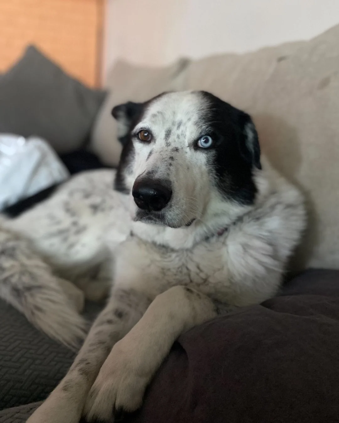 Mylo has mastered the art of the dramatic couch lounge.

Adult-only home preferred. Admirers encouraged.

📍 Adopt at realgood.dog/adopt (link in bio)
💌 Questions? Email us anytime: adopt@realgood.dog
📬 Get updates on adoptables + rescue wins in ou