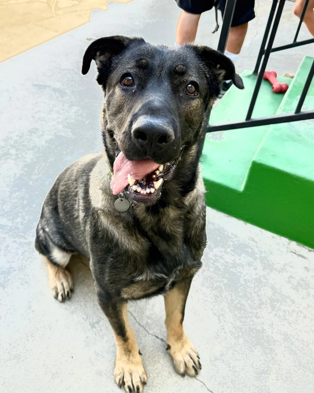 EDWARD&rsquo;S DATING PROFILE 💘🐾

Name: Edward
Age: 2.5
Height: 106 lbs of German Shepherd energy
Love language: Belly rubs + being your entire personality

About me:
I&rsquo;m a gentle giant with a massive heart and a strong commitment to post-mea