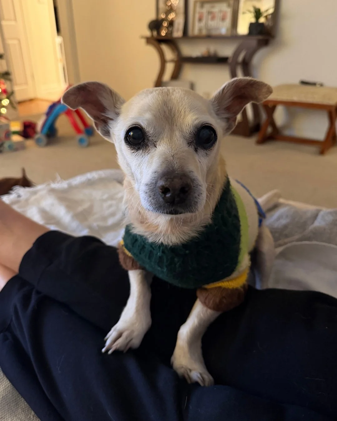 Mel Brooks is 6 pounds of audacity in a sweater.

He WILL climb directly onto your lap like he pays rent.

He WILL stare into your soul until you kiss his forehead.

And yes &mdash; he absolutely thinks he&rsquo;s in charge here.

If you&rsquo;re loo
