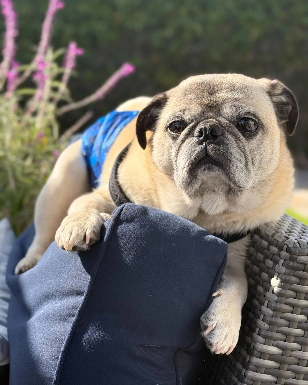 Mr. Pickles is giving &ldquo;don&rsquo;t speak to me until I&rsquo;ve had my nap&rdquo; energy.

Built like a little tank.

Face card never declines.

Will absolutely sit on your furniture like he owns it (because&hellip; he does now).

He&rsquo;s eq