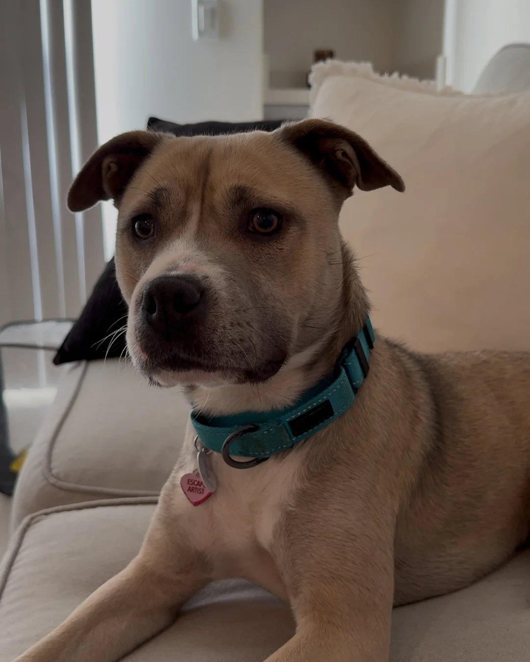 Alice was literally found abandoned on the side of the highway.

And somehow she&rsquo;s still out here being cute, affectionate, and ready to love someone like nothing happened.

Meanwhile&hellip;

not a single person has applied to adopt her yet.

