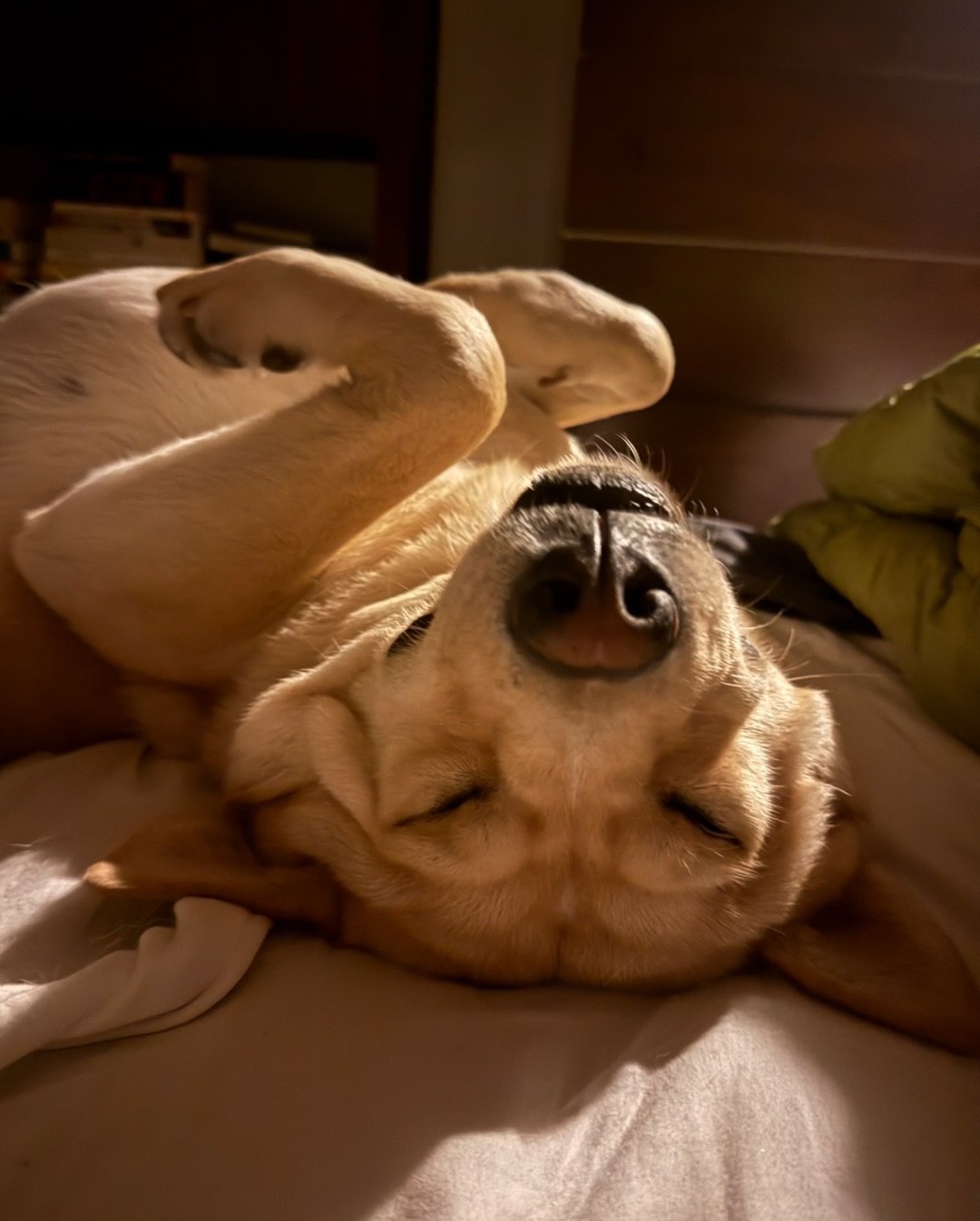 Leo.

Not a dog. A whole man.

He&rsquo;s gentle, affectionate, house-trained, great on leash, and somehow gives off &ldquo;I&rsquo;ll walk you home&rdquo; energy.

He&rsquo;s been through it&hellip; and still came out sweet as hell. Now he&rsquo;s j