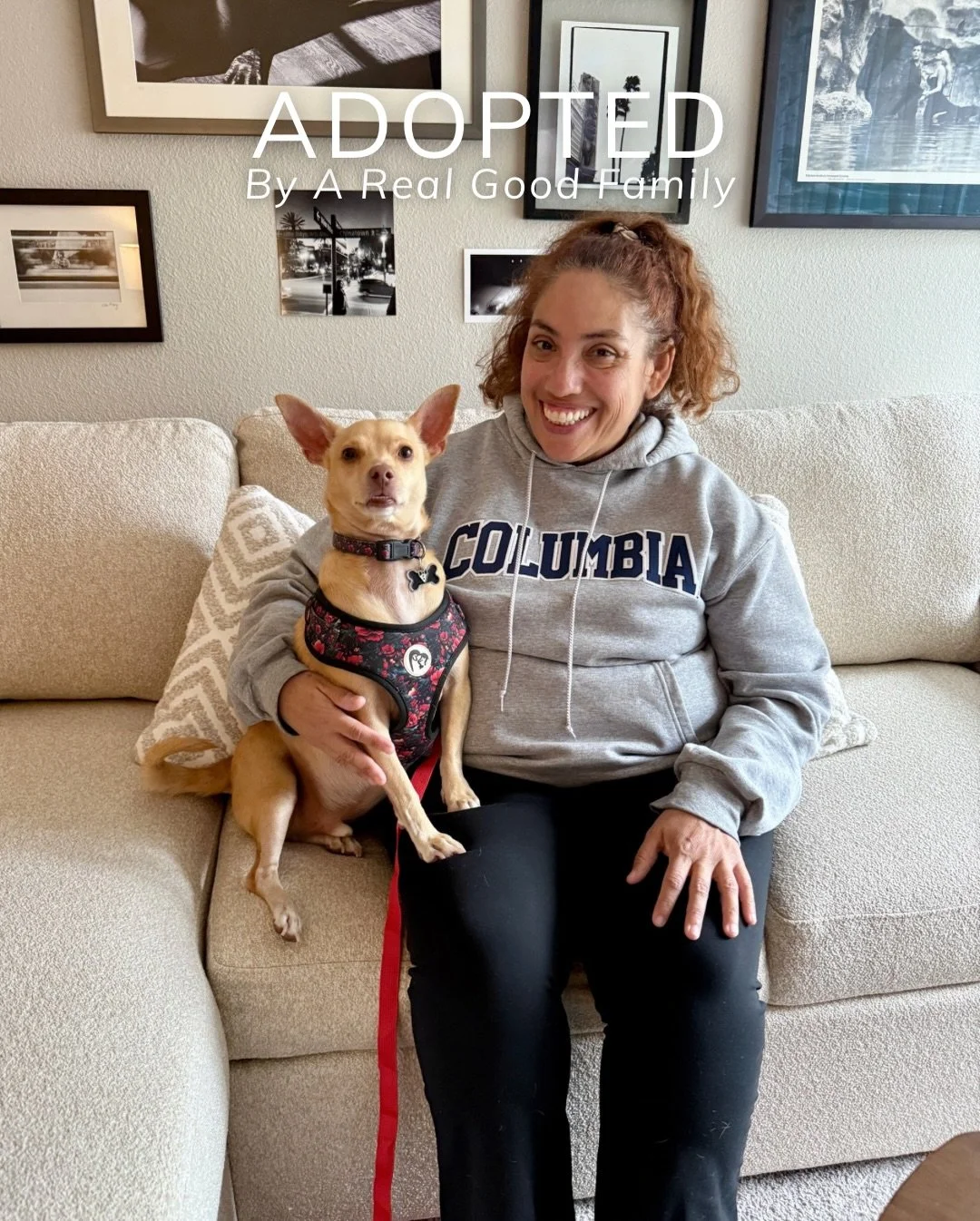 Bailey is home.

Not long ago, Bailey was surrendered simply because life got harder. He became epileptic and instead of being supported, he was given up.

What happened next changed everything.

A foster said yes.
Real Good Rescue stepped in.
And so