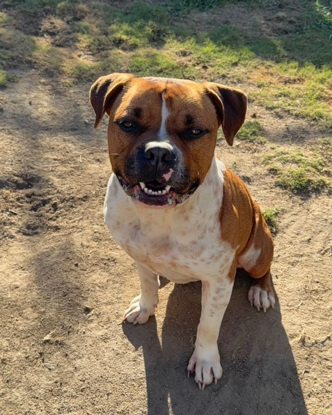 Bobbie sits like he&rsquo;s waiting for his Uber&hellip;

but he&rsquo;s actually waiting for his person.

He&rsquo;s calm. He&rsquo;s cute. He&rsquo;s the kind of dog that makes people stop mid-sentence and go, &ldquo;wait&hellip; WHO is that?&rdquo