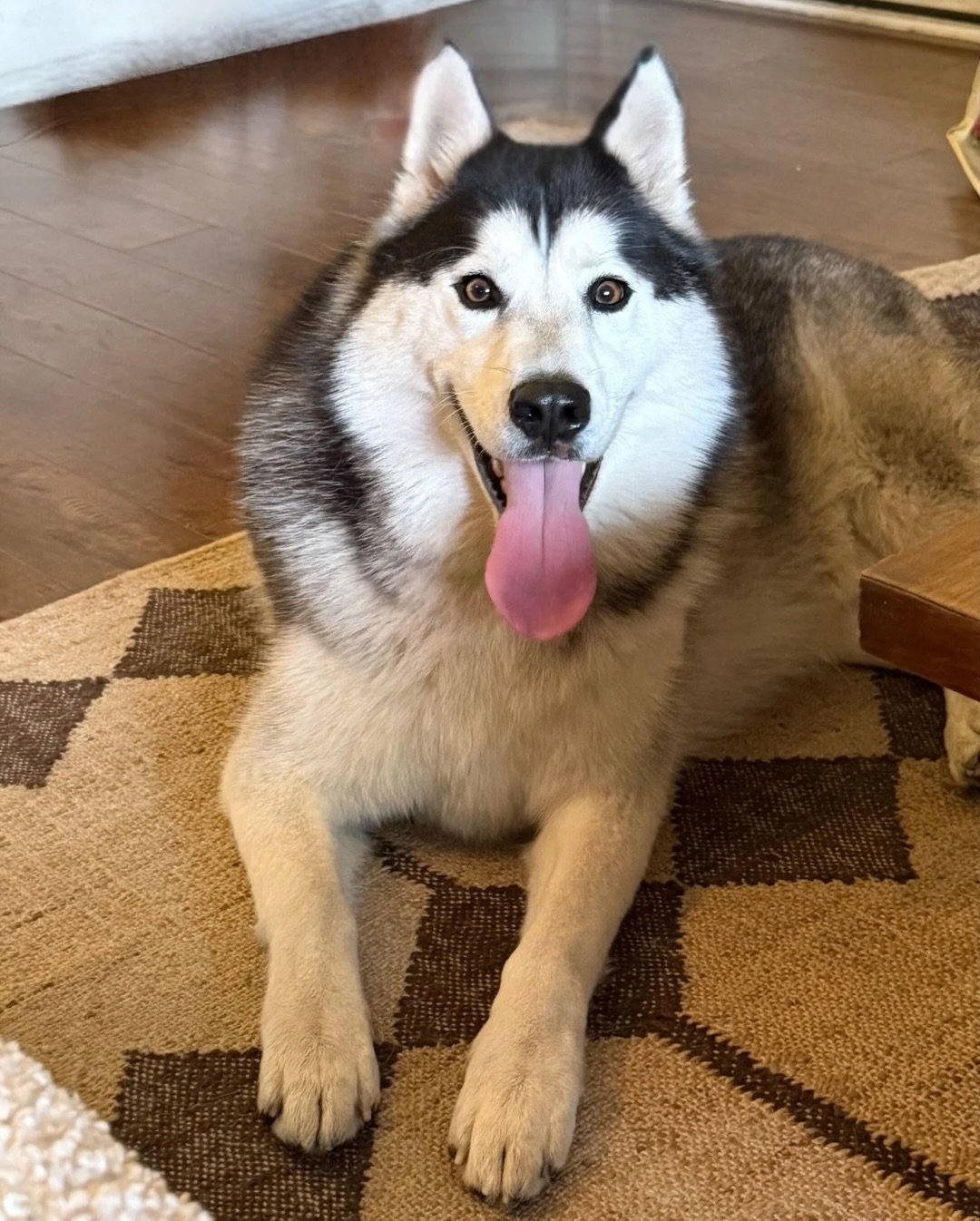 Dakota is out here living his best foster life.

Morning walks with his foster mom and his foster dog sibling? Loves them.
Lounging around the house like a total professional? Also yes.

He&rsquo;s happy, relaxed, and clearly feeling himself right no