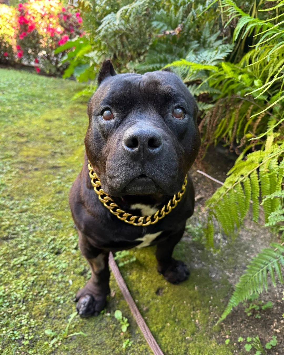 Harold update.

Currently:

&bull; Healing from his neuter

&bull; On another round of antibiotics for his paws and eyes

&bull; Wearing the gold necklace when he feels like it

Despite the medical to-do list, he&rsquo;s doing great in his foster hom