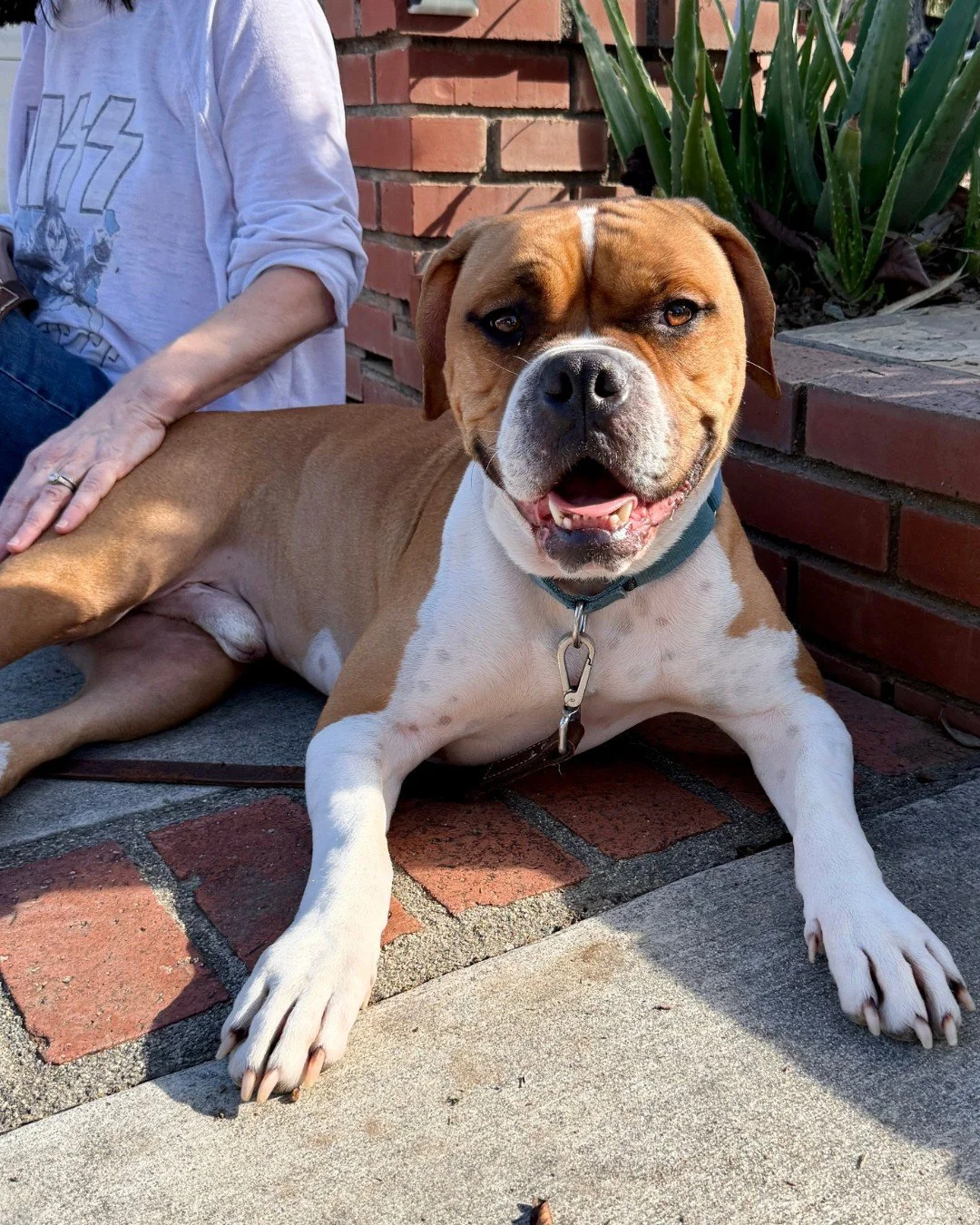 This is Clyde.

Built like a tank.

Sits like a gentleman.

Smiles like he knows he&rsquo;s the prize.

Applications for &ldquo;Clyde&rsquo;s Valentine&rdquo; are open. Love Bones encouraged.

📍 Adopt at realgood.dog/adopt (link in bio)
📩 Questions