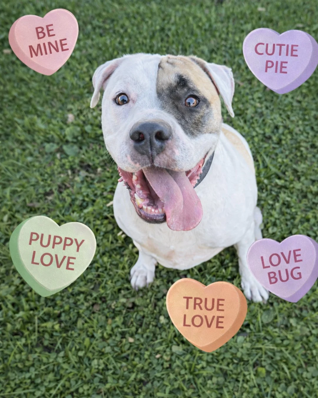 This is Jamie.

Certified smile machine.

Head tilt professional.

Eye contact that could legally qualify as flirting.

She wakes up happy.

Walks like she&rsquo;s got somewhere important to be.

And believes every human she meets was probably sent s