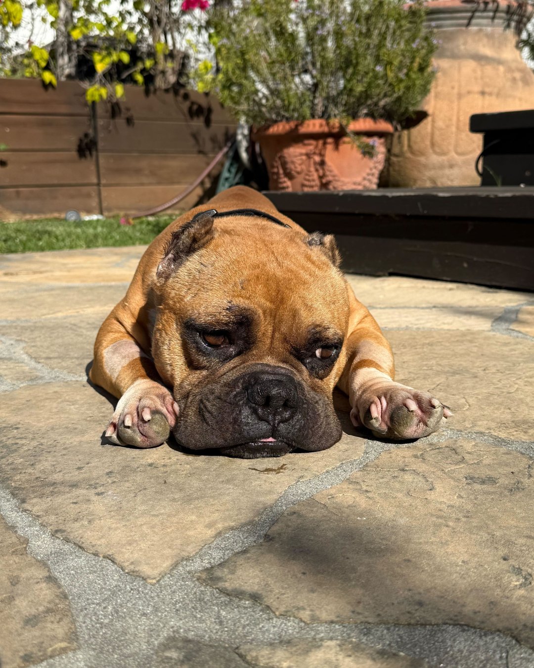 Based on these photos, you&rsquo;d never know he came from the hell that is known as Devore.

We pulled Richard the same day we pulled Harold. He was emaciated and really sick &mdash; the kind of sick that makes you wonder how long they&rsquo;ve been