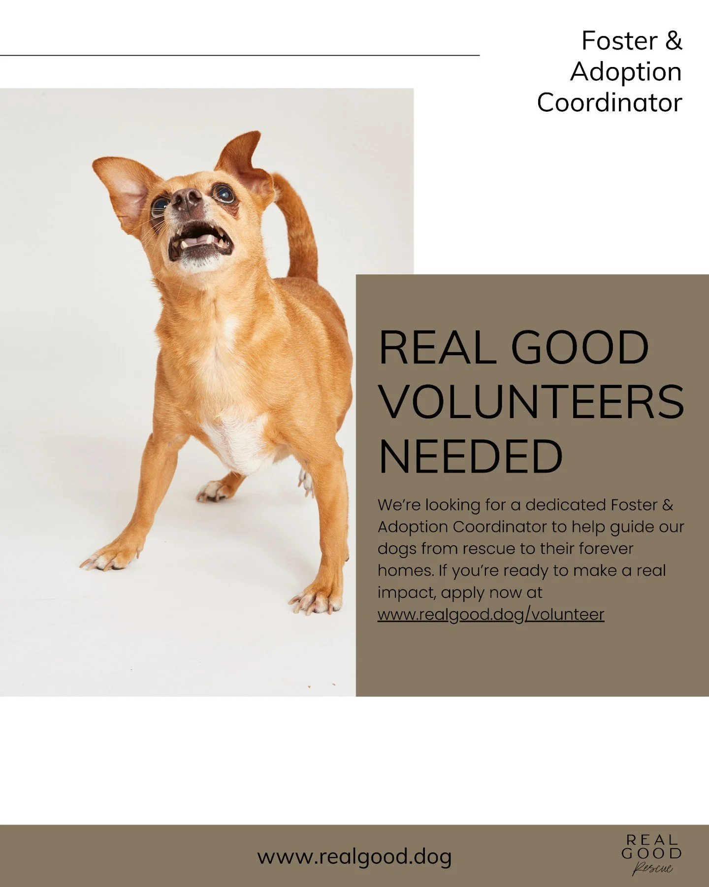 We&rsquo;re looking for a Foster &amp; Adoption Coordinator to join the #RealGoodGang.

Translation: the organized, dog-obsessed human who actually answers emails and keeps things moving.

This is a volunteer role. We do this because we&rsquo;re a li