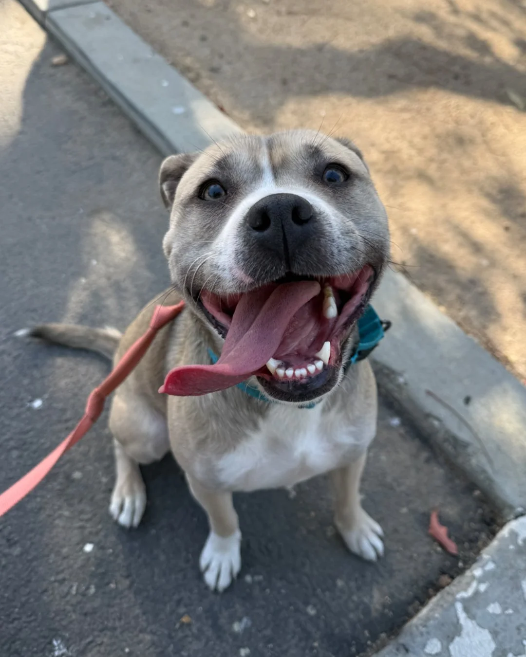 Please look at the first photo and tell me that&rsquo;s not the face of a dog who thinks she already got adopted.

She is smiling like the paperwork is done.

Meanwhile&hellip; she&rsquo;s still waiting.

Found on the side of a highway and somehow st