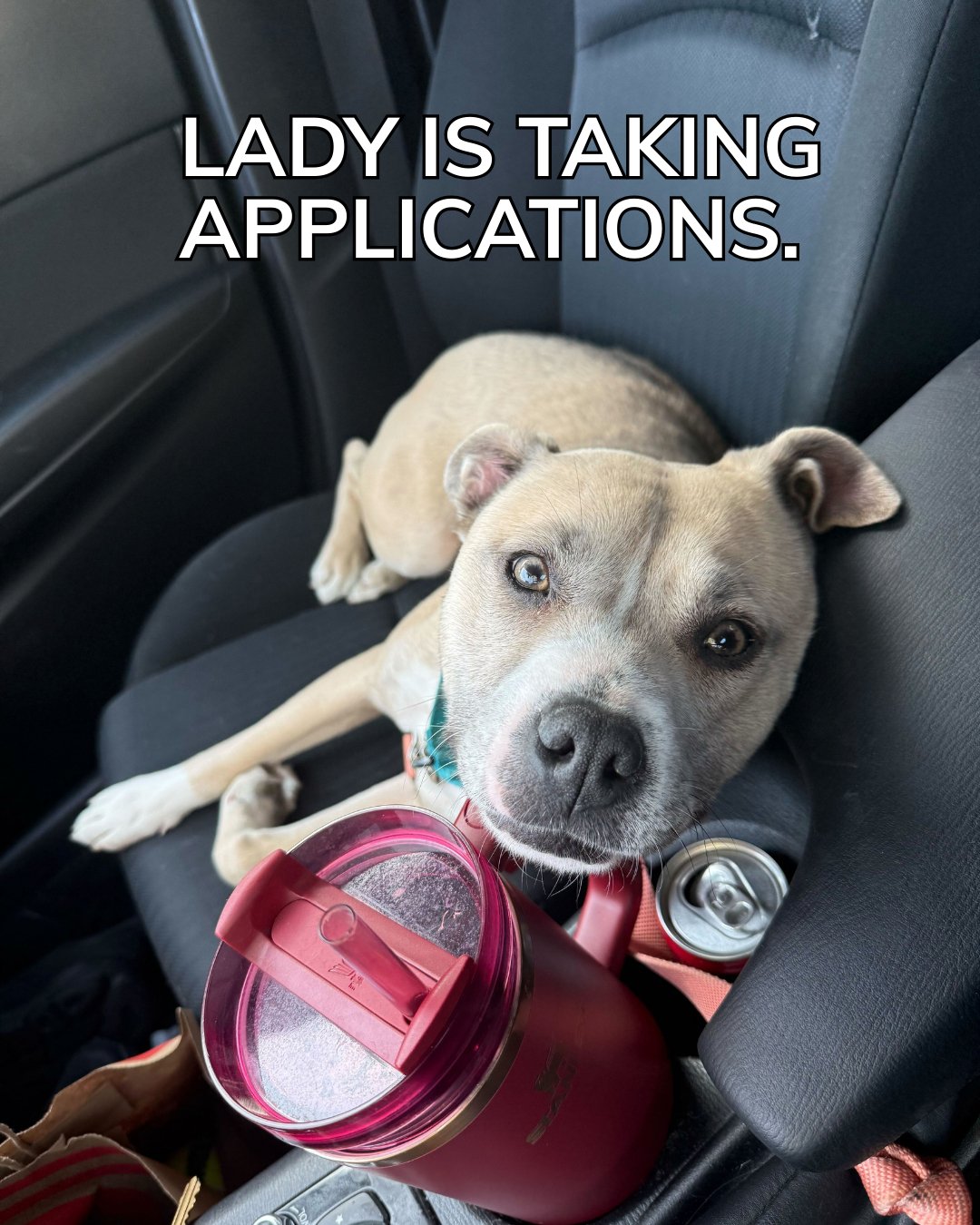 Lady is taking applications.

Position: Weekday Lunch Walk Companion

Location: Westside

Hours: Lunchtime, Mon&ndash;Fri

Pay: Emotional fulfillment

Her foster now works out of the home during the day, which means Lady is currently spending way too