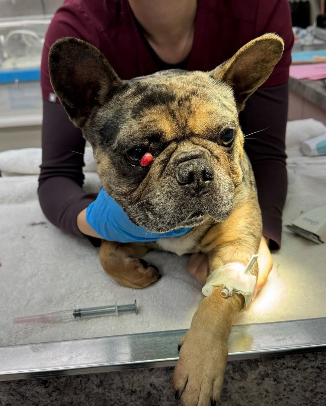 Gino update.

First came the neuter. Then he took a two-week hiatus before heading back in for round two: cherry eye repair and nares surgery so he can breathe the way he should.

And now&hellip;

He&rsquo;s in his HEALING ERA.

Which currently consi