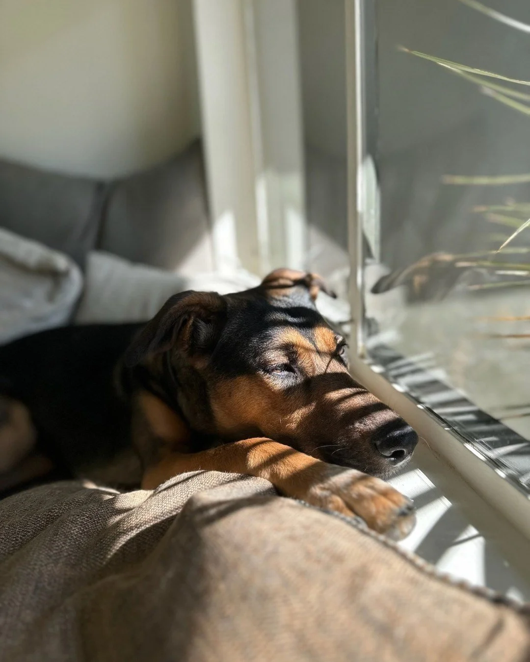 Meet Rita.

Rita&rsquo;s life didn&rsquo;t start the way a dog&rsquo;s life should.

She was found in Mexico with her mother and siblings, covered in fleas and eating trash just to survive. The people who found them did everything they could to get t