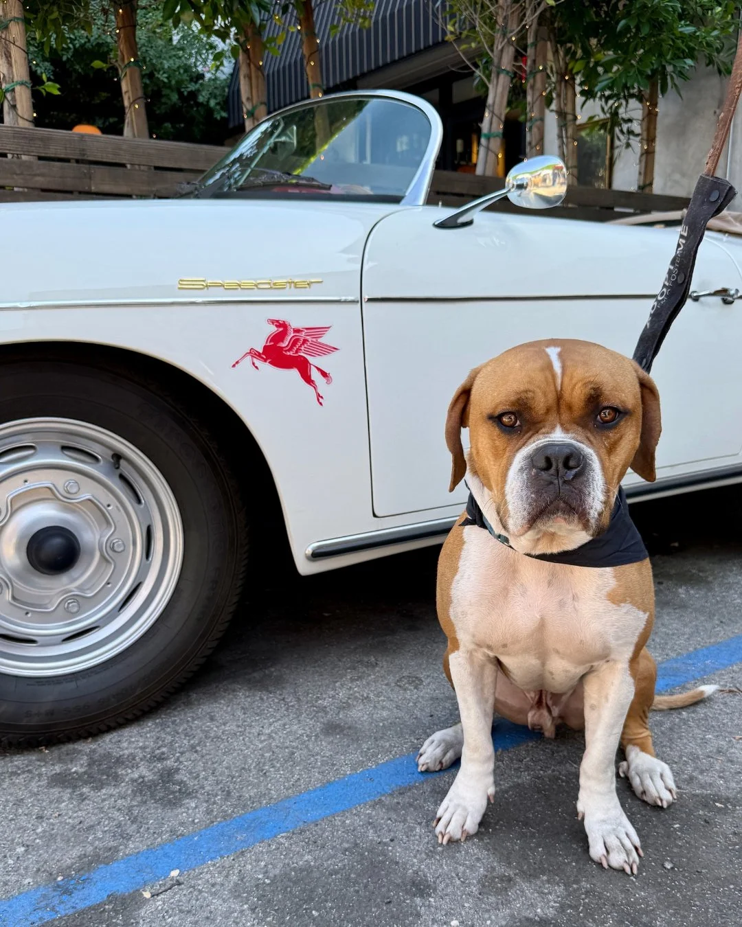 Clyde needs a one-month couch.

March 23 &ndash; April 24.

Clyde is a 65-lb boxer mix built like a linebacker and blessed with the face of a Disney sidekick.

Six months in the shelter turned him into a staff favorite &mdash; pack walks, field trips
