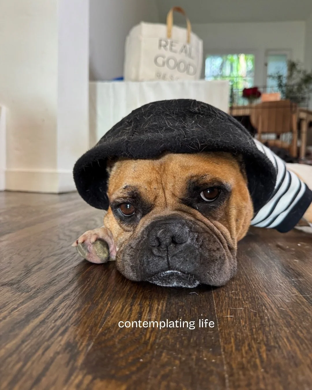 Richard update.

Healing paws ✔️

Donut compliance&hellip; questionable.

Stay tuned for some Real Good news on this boy.

📍 Apply to adopt a dog at realgood.dog/adopt (link in bio)
📩 Questions? Hit us up: adopt@realgood.dog
🐶 Saving dogs is a yea