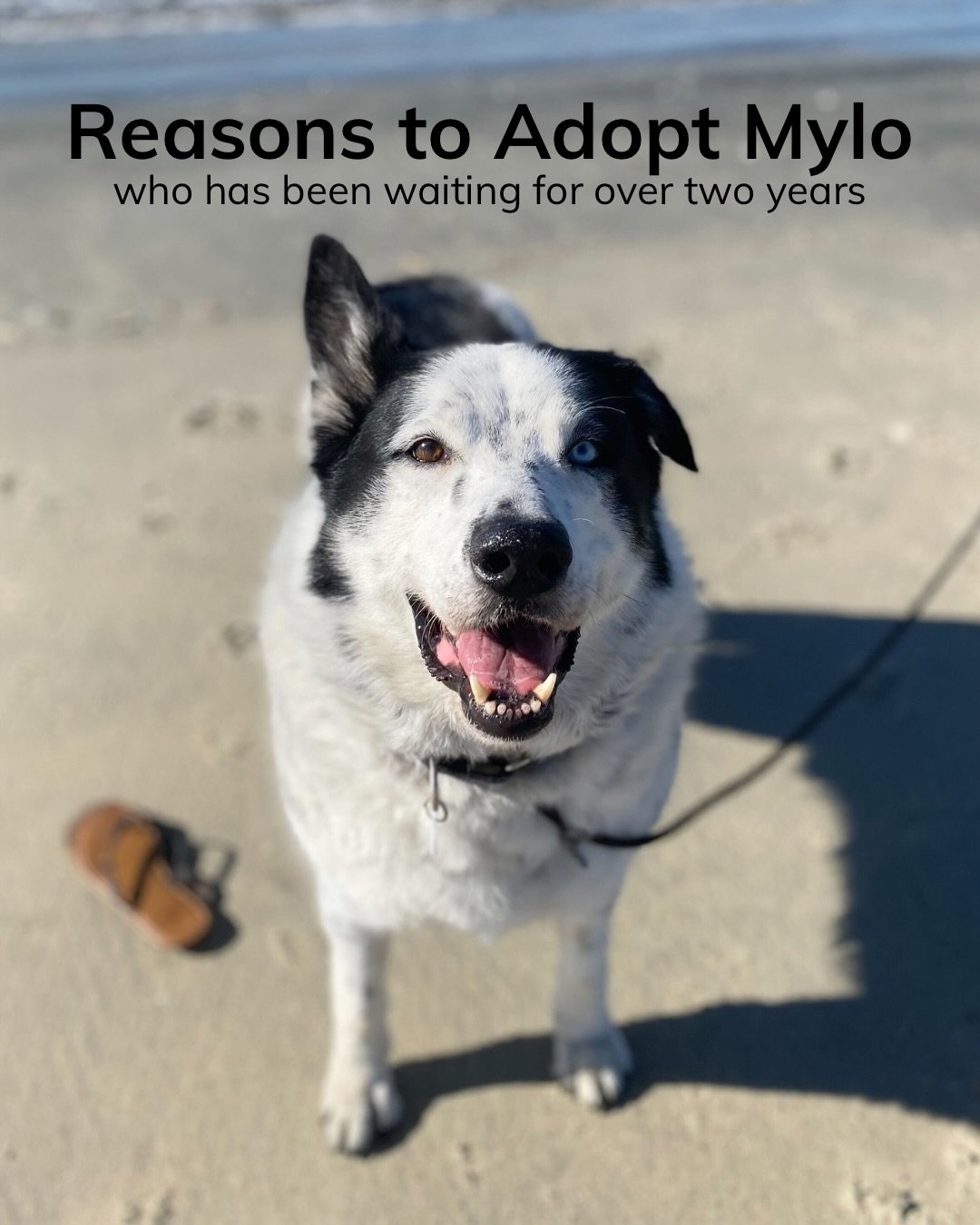 Two years.

That&rsquo;s how long Mylo has been waiting since we pulled him from the shelter in February 2024.

We were asked to save his life. We did.

And for two years he&rsquo;s been sitting in foster care while people scroll past him.

He&rsquo;