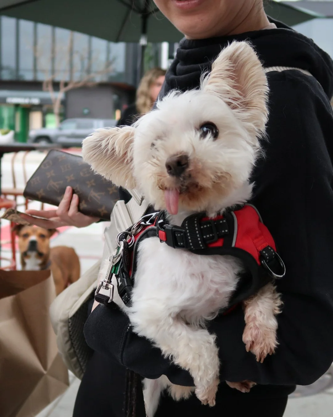 Wanted: One hyper-organized human who gets way too invested in perfect dog-to-human matches.

Role: Foster &amp; Adoption Coordinator (volunteer)

You&rsquo;ll be the person who:

&bull; matches dogs with their future people
&bull; coordinates meet &