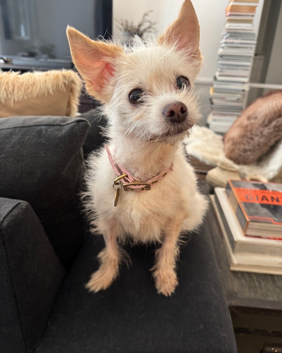 Phyllis update.

20 days ago she was sitting in a shelter, in pain, and out of time.

Now she&rsquo;s part of the Real Good Gang.

And for the first time in a long time, she&rsquo;s pain free.

When we pulled her, the infection in her mouth was so se