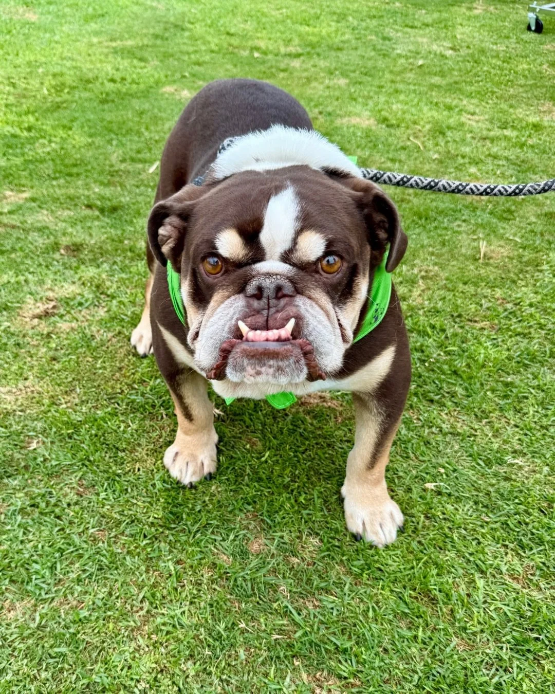 Barry and his underbite have been adopted!

12/10. No notes.

Here&rsquo;s to that Real Good Life.

📍 Apply to adopt a dog at realgood.dog/adopt (link in bio)
📩 Questions? Hit us up: adopt@realgood.dog
🐶 Saving dogs is a year-round job, and monthl