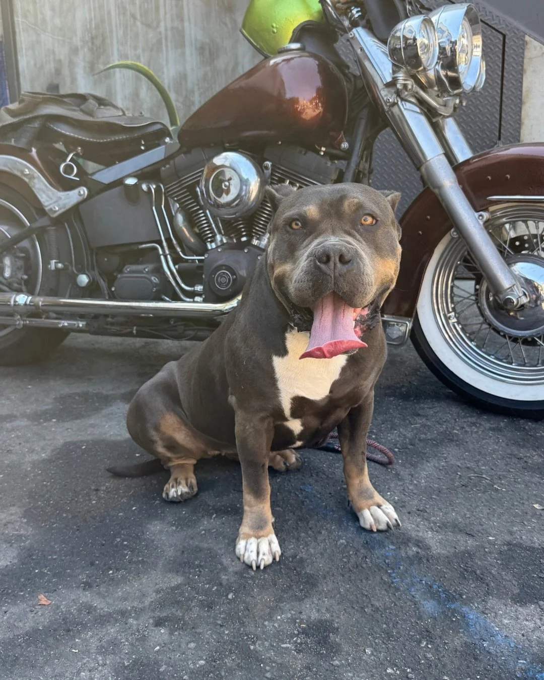 Hey y&rsquo;all, give a Real Good welcome to Roberta.

100 pounds.

Thicc.

Perfect.

She was euthanasia-listed at the East Valley shelter before a friend pulled her, and now we&rsquo;re finding her the home she was always meant for.

And truly&helli