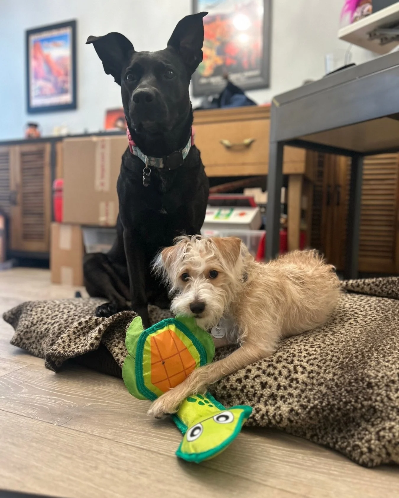 Scout is ADOPTED.

Now known as Henry.

From being left in a box in a parking lot at just a few weeks old&hellip; to landing exactly where he was meant to be.

After months of meet-and-greets that didn&rsquo;t click, he finally met his family.

Insta