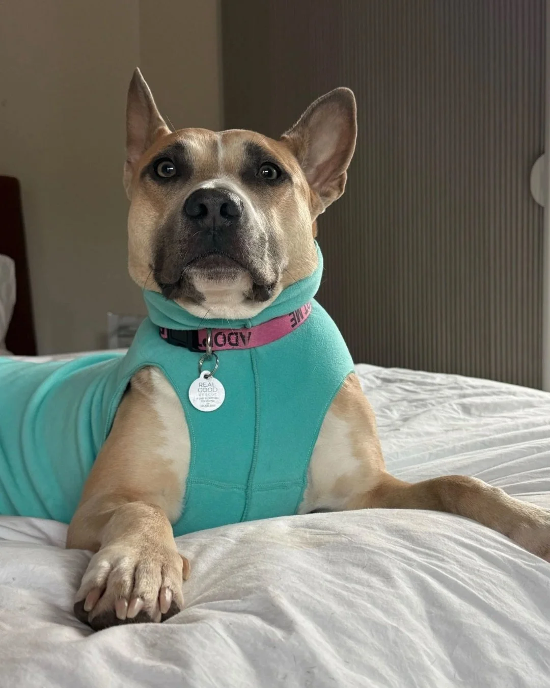 Miss Lacy

She&rsquo;s been loving the people and dogs she&rsquo;s met in the PNW.

And also this face. Like, come ooonnnnnn.

This is a dog who knows exactly how she looks and is using it.

Sitting there like she&rsquo;s waiting for you to get it to