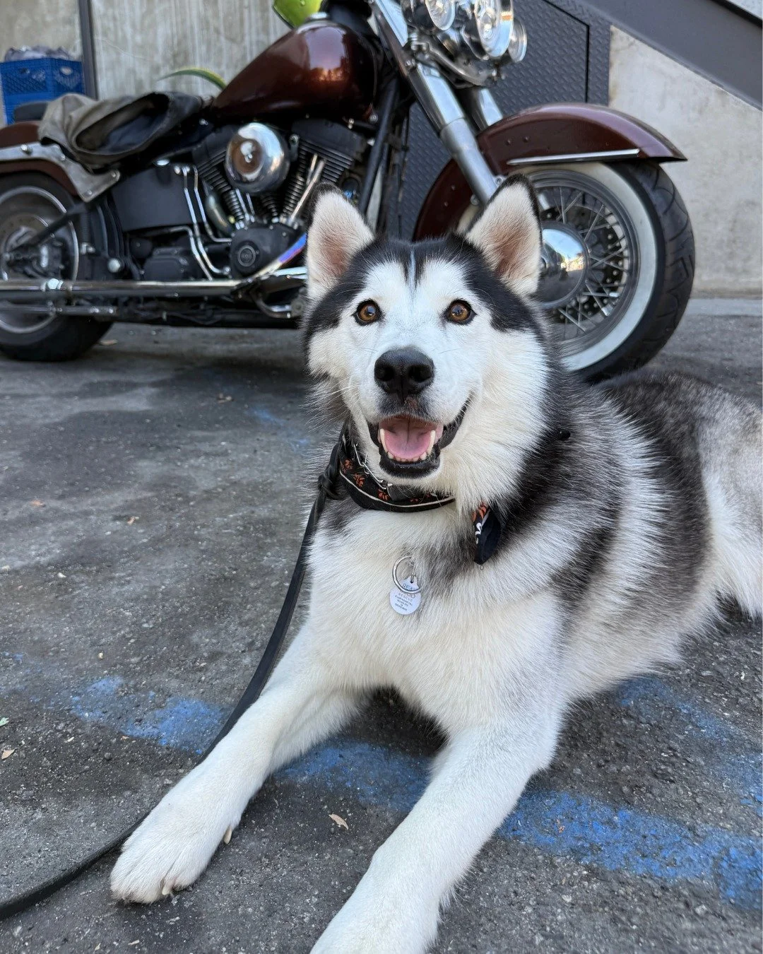 Dakota has been busy lately.

First adoption event ✅

Podcast debut on the dogs were good again ✅

Main character energy ✅

He&rsquo;s booked. He&rsquo;s busy. He&rsquo;s still available.

If you&rsquo;re looking for a husky who comes with personalit