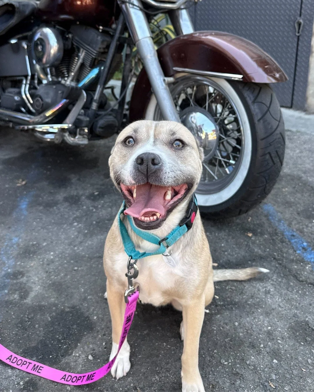 Lady needs a new situation. Like&hellip; YESTERDAY.

30 lbs of

toy-obsessed chaos

professional cuddler

fully convinced she runs the house

Found abandoned on the side of a highway&hellip; and still chose to trust people.

She plays hard.

She love