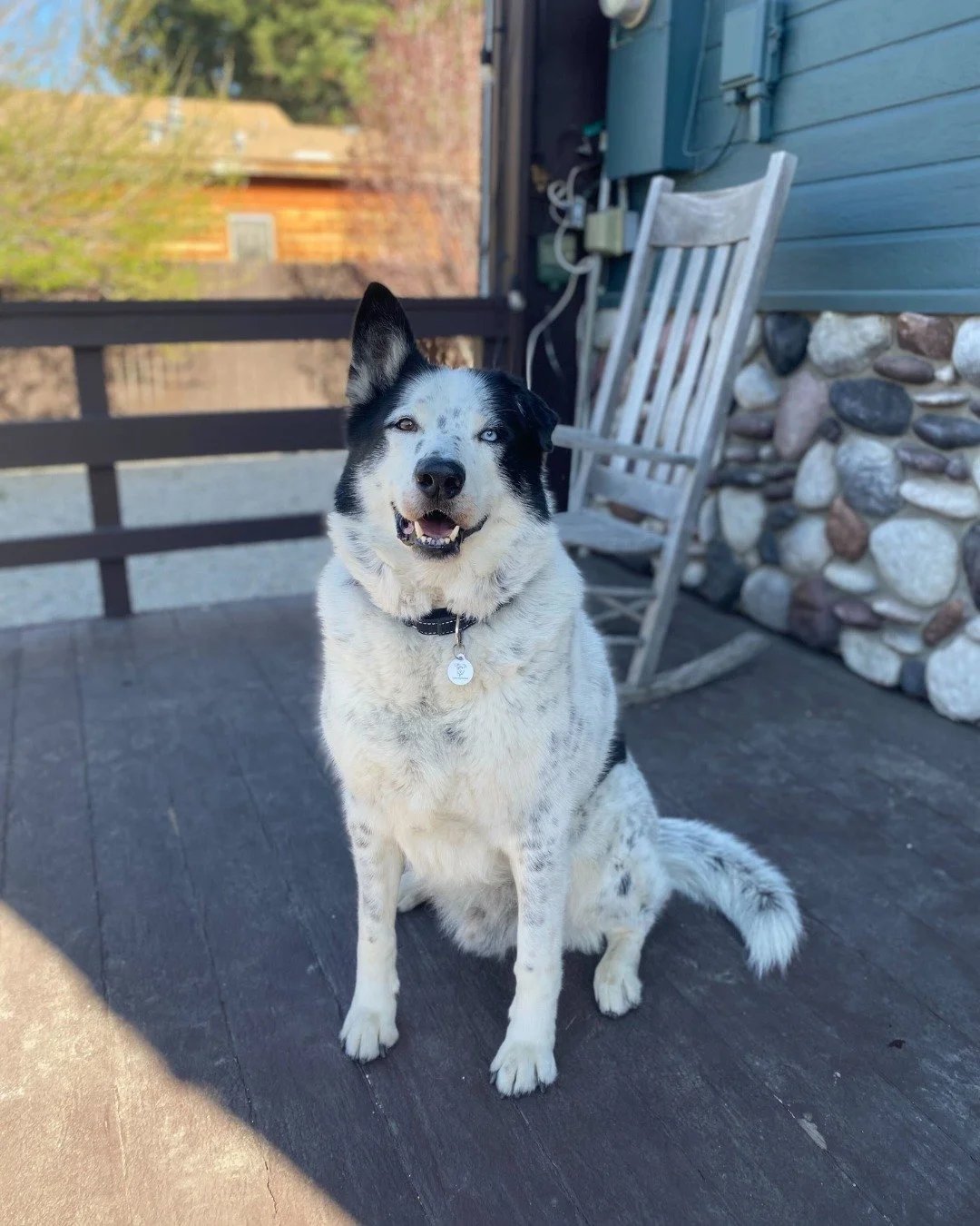 Mylo has been waiting for over two years.

Let that sink in.

Two years of watching other dogs get chosen.

Two years of being overlooked.

Two years without a home to call his own.

He is a senior boy that deserves someone to step up and give him th