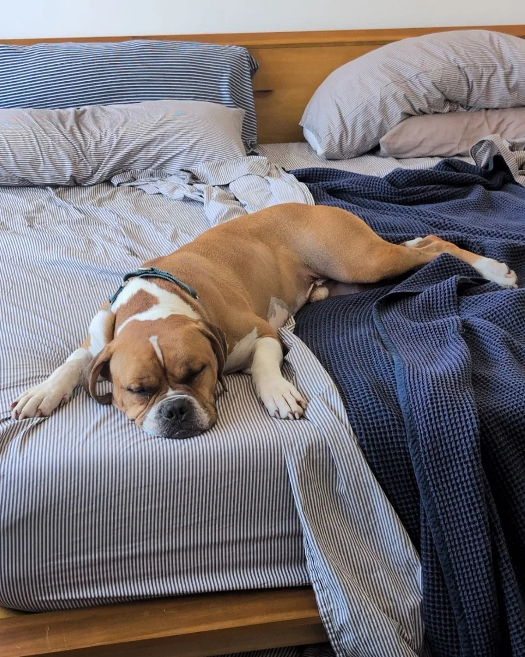 Dreaming of his forever home.

Clyde

4 years old
70 lbs
Boxer mix
Male
House-trained
Crate trained
Walks well on leash
Good with kids
Dog-friendly (more of a coexist than play type)

Available for adoption through Real Good Rescue

📍 Adopt at realg