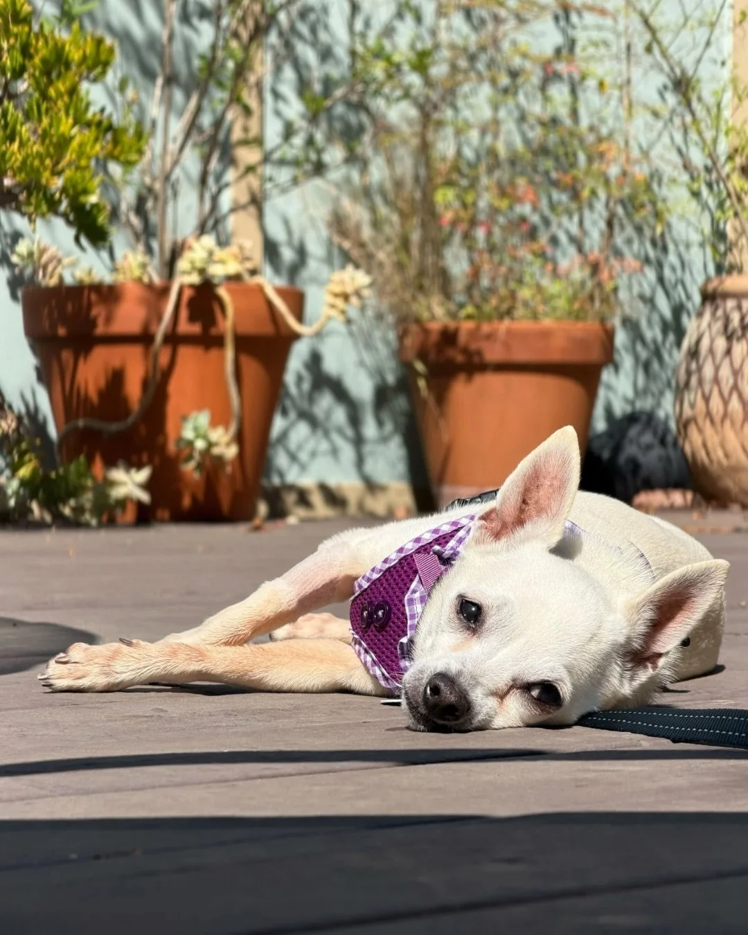 Martha.

8 pounds of

&ldquo;I said what I said.&rdquo;

Fresh dental.

Fresh smile.

Same strong opinions.

Prefers to be held like a baby and admired accordingly.

📍 Adopt at realgood.dog/adopt (link in bio)
📩 Questions? Reach out anytime at adop