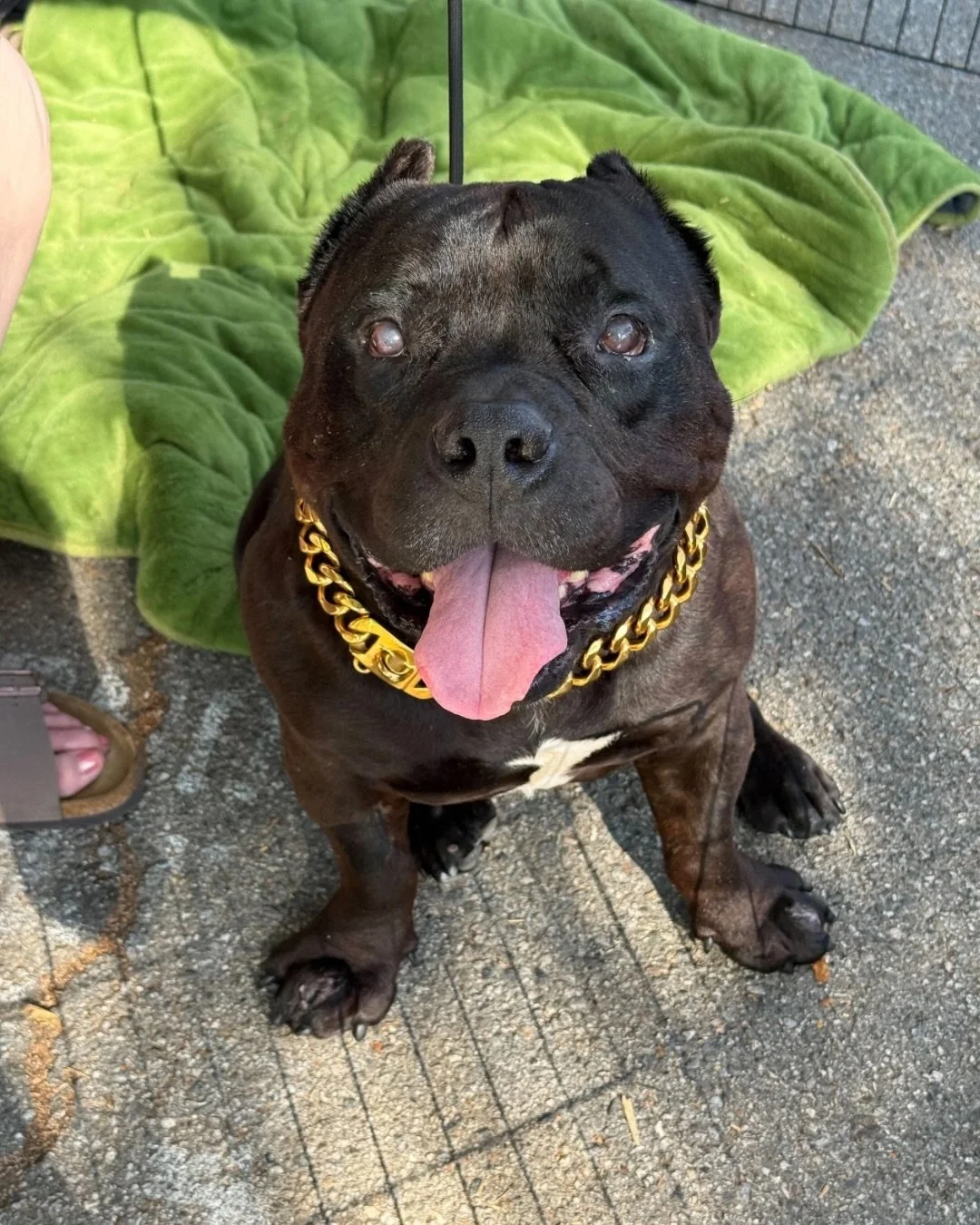 Update on our hunky Harold:

mystery paw saga = solved(ish)

thorn ✔️
impacted hair ✔️
possible bee drama ✔️

his healing era continues... three months later

still dreamy as ever, still unbothered as ever, still available for adoption

📍 Adopt at r