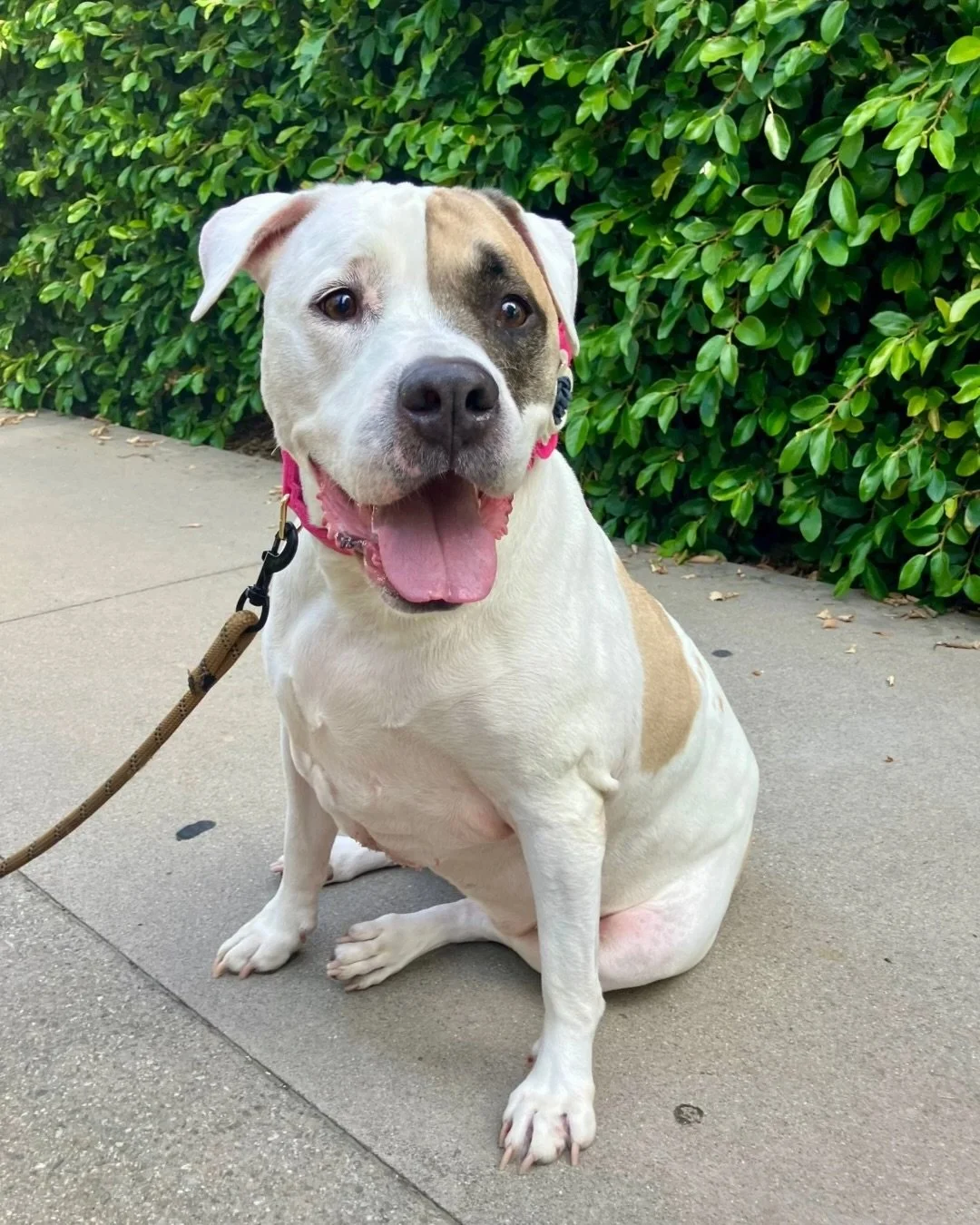 She spent over 100 days in the shelter before we pulled her on February 26, 2025.

As of today, she has been waiting 521 days.

521 days of being passed over.

She&rsquo;s now 11 years old. With only her golden years left.

How much longer does she h