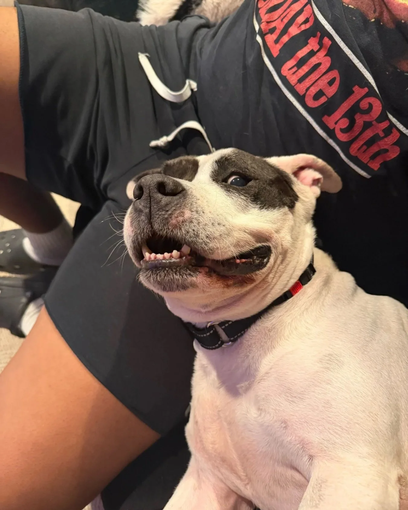 smiling because it&rsquo;s friday and all responsibilities have been emotionally delegated to next week

📍 Apply to adopt a dog at realgood.dog/adopt (link in bio)
📩 Questions? Hit us up: adopt@realgood.dog

#RealGoodRescue
#RealGoodGang
#RealGoodR