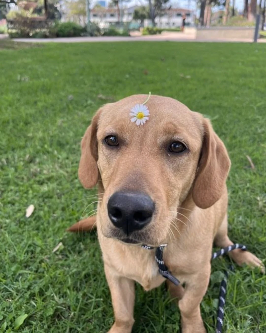 Hey y&rsquo;all! Please give a Real Good welcome to Leni.

Part athlete.

Part cuddle bug.

Full-time attention enthusiast.

She will:

chase a ball until you tap out

meet every single person she sees

flop mid-walk and demand belly rubs

Young, hap